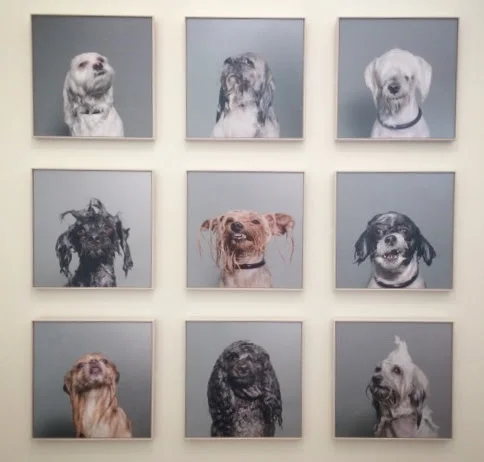 Picture (too) Perfect - Sony World Photographer of the Year Awards 2014