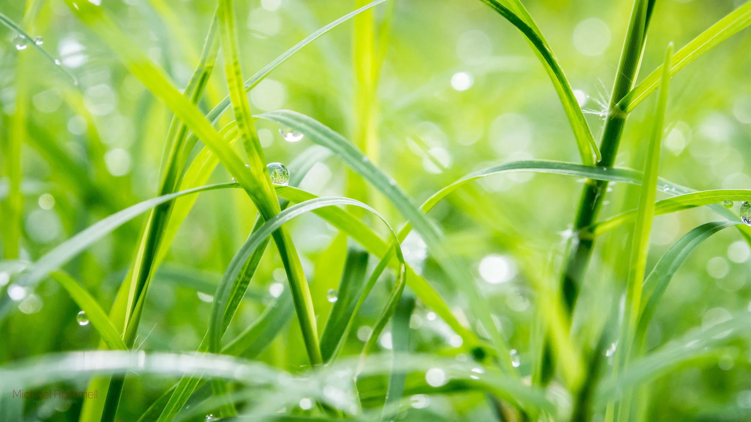 MichaelRammell.com_16-9_GrassMacro.jpg