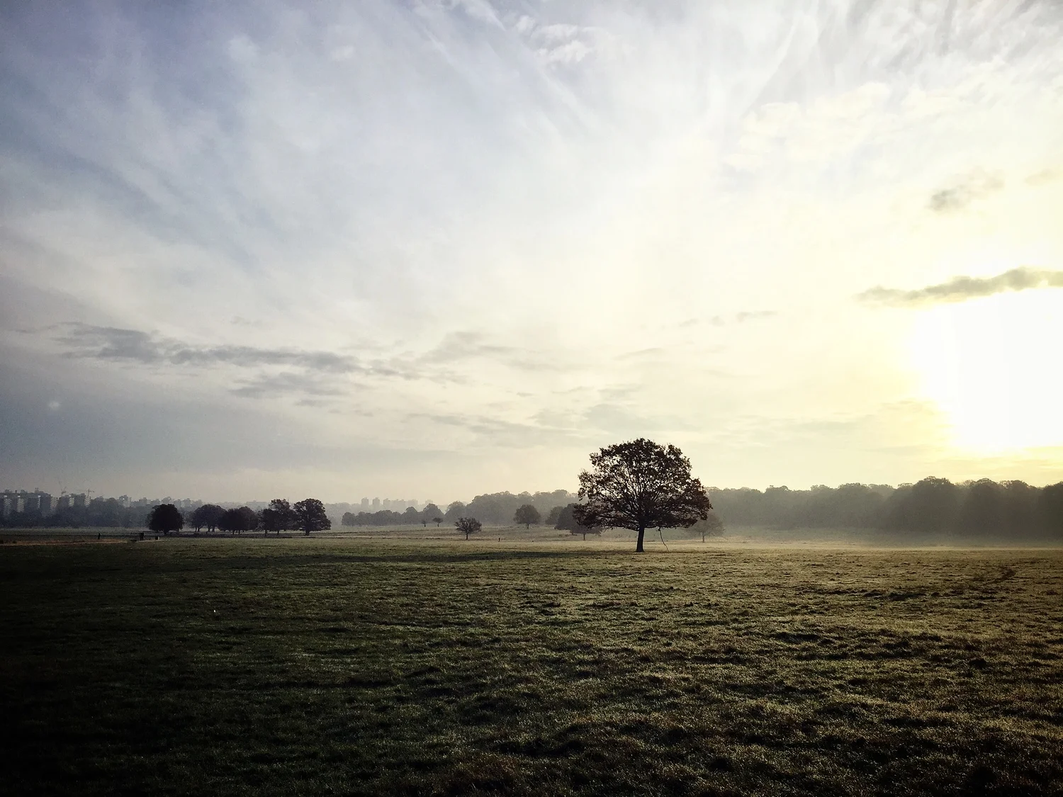 Richmond Park, London UK. iPhone 6PlusOne golden morning in Richmond Park I was able to capture this photograph on my iPhone 6. Sharpened, warmed and contrast-boosted using Snapseed for iPhone.