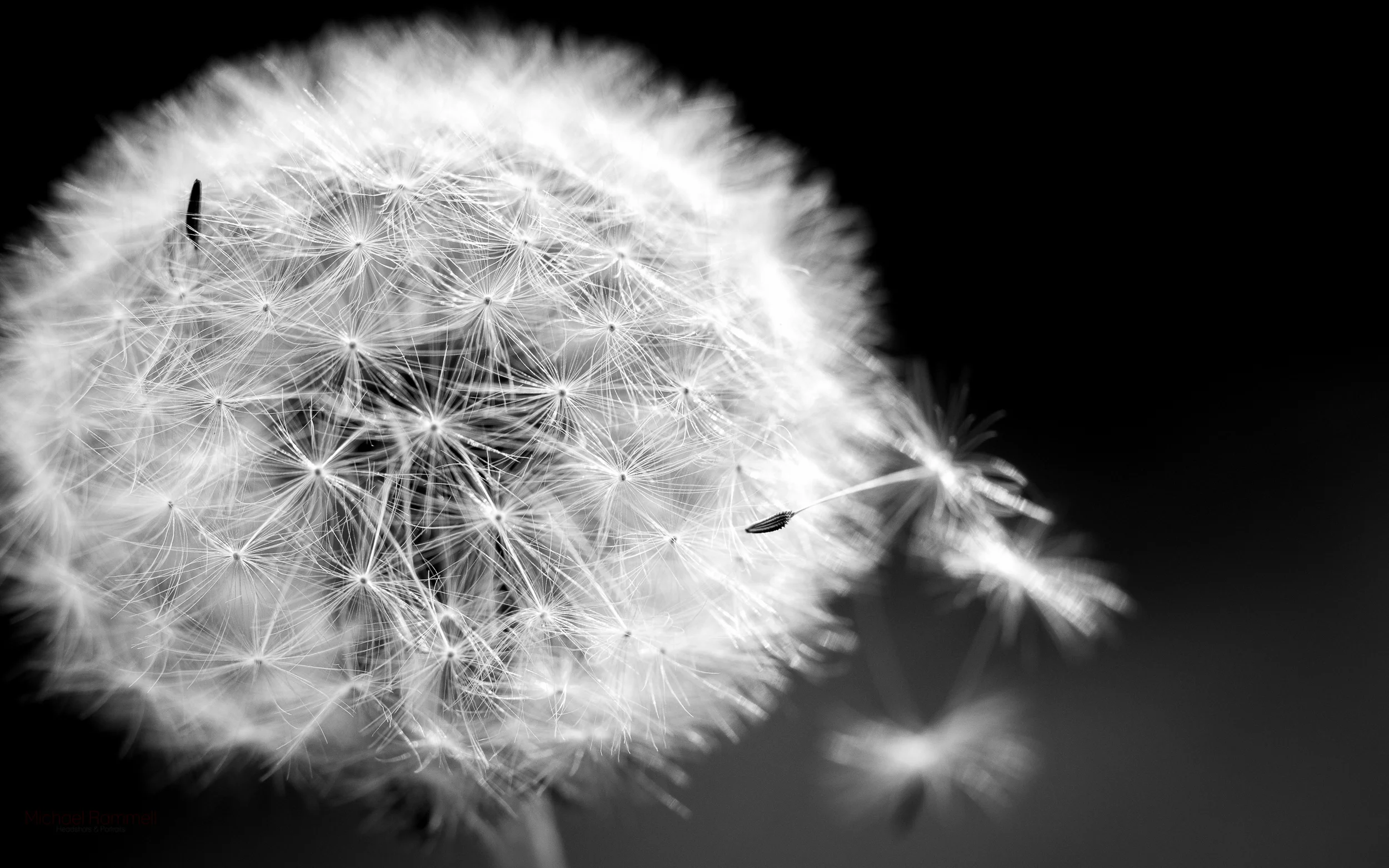 Free Dandelion Wallpapers