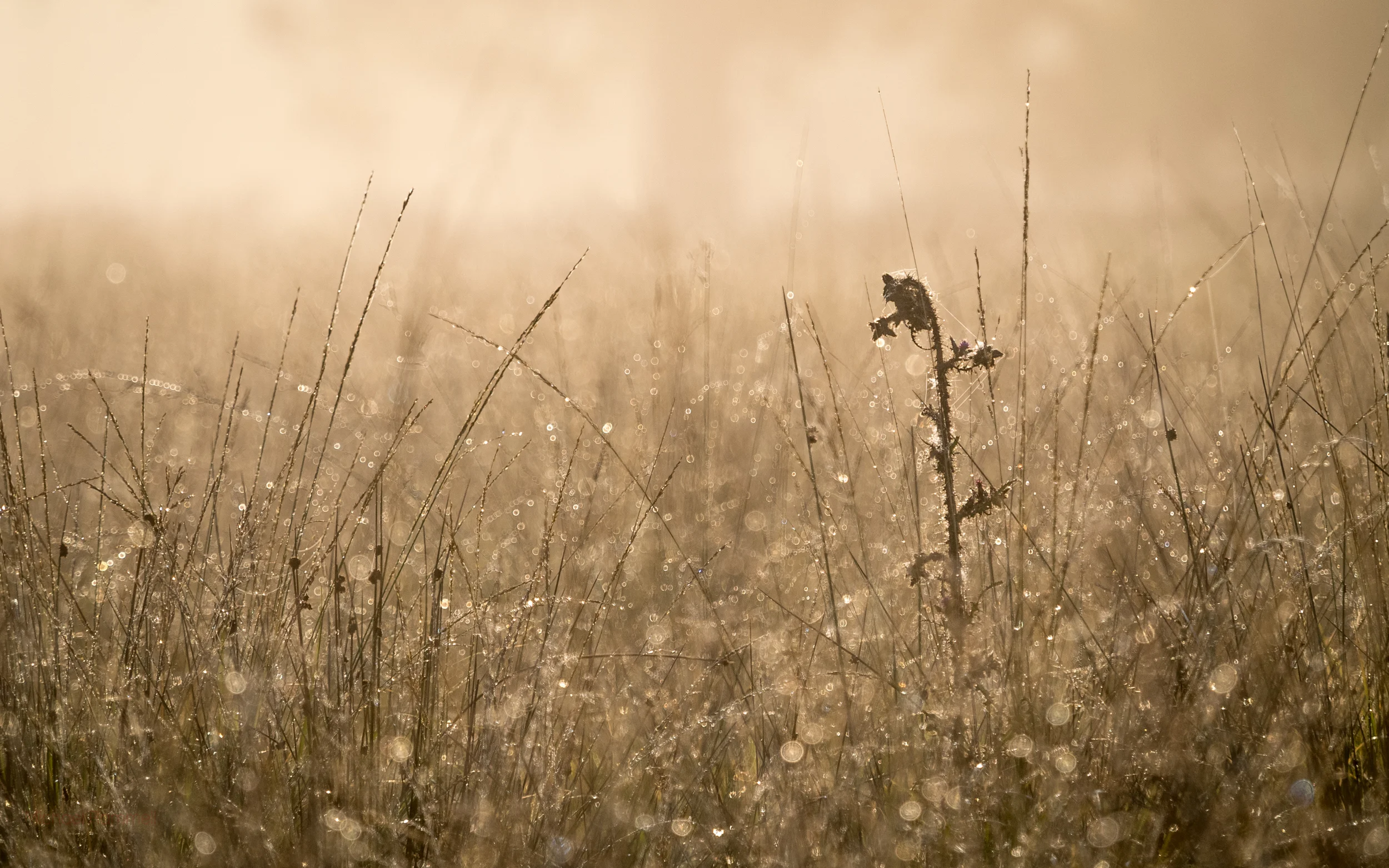 2.9Mb -&nbsp;Download Here