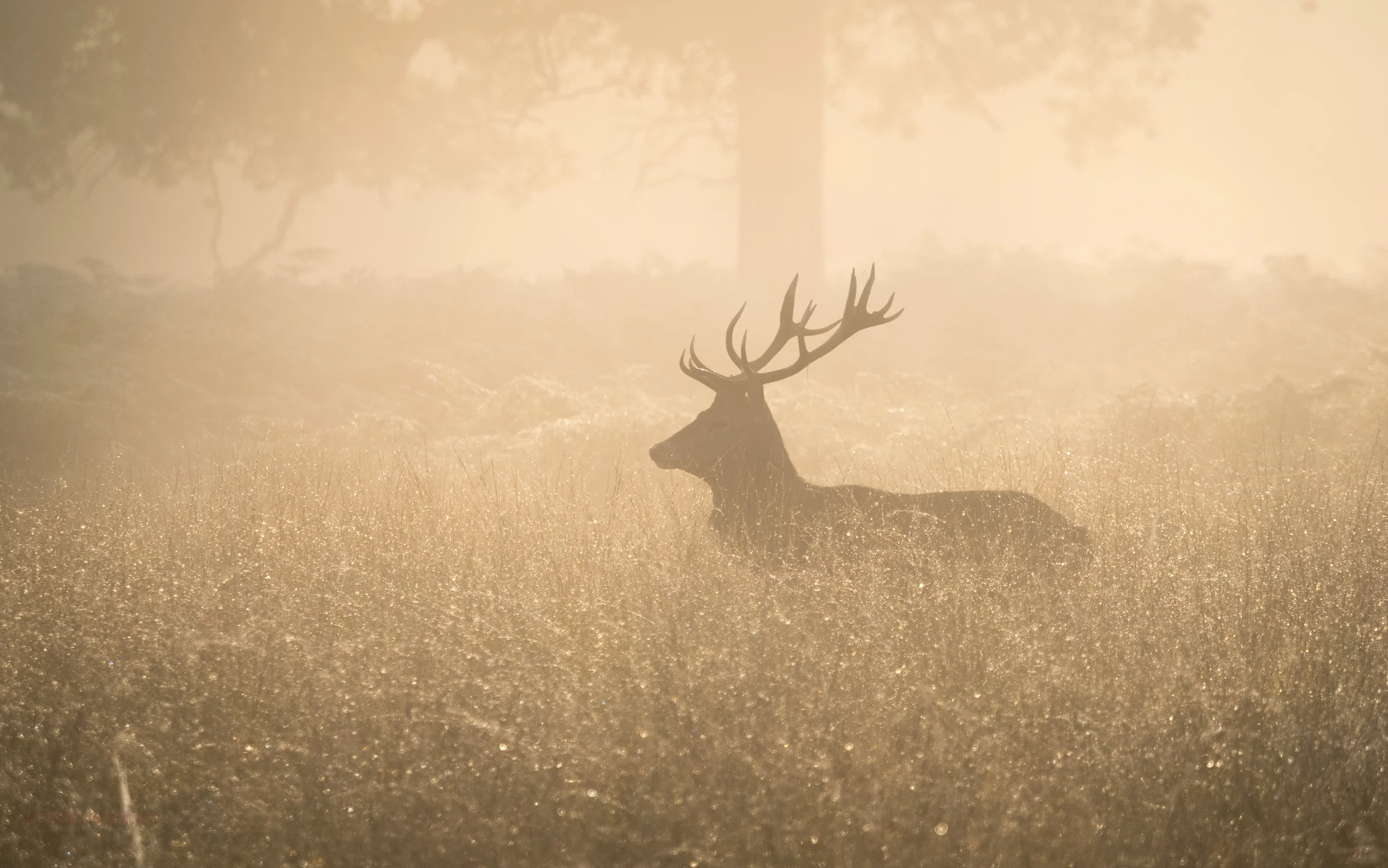 Richmond Park Free Wallpapers