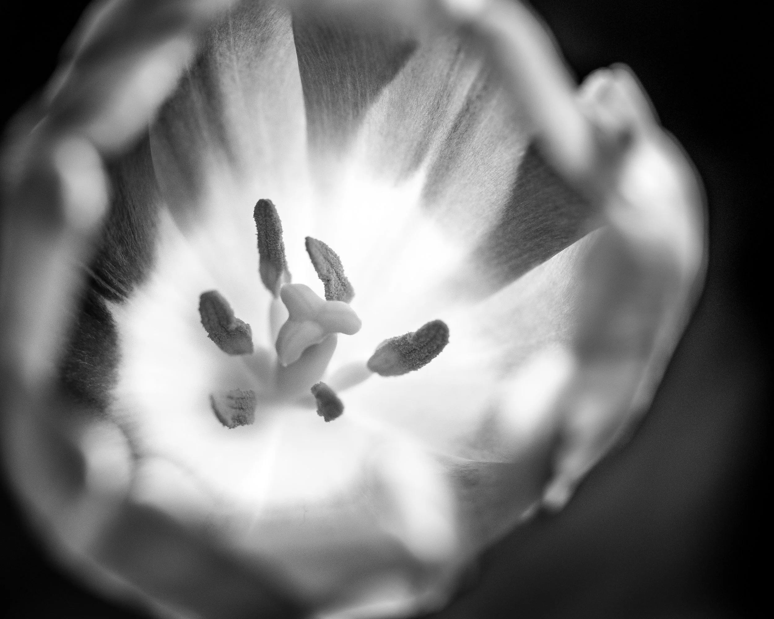 MichaelRammell.com-MacroTulip1