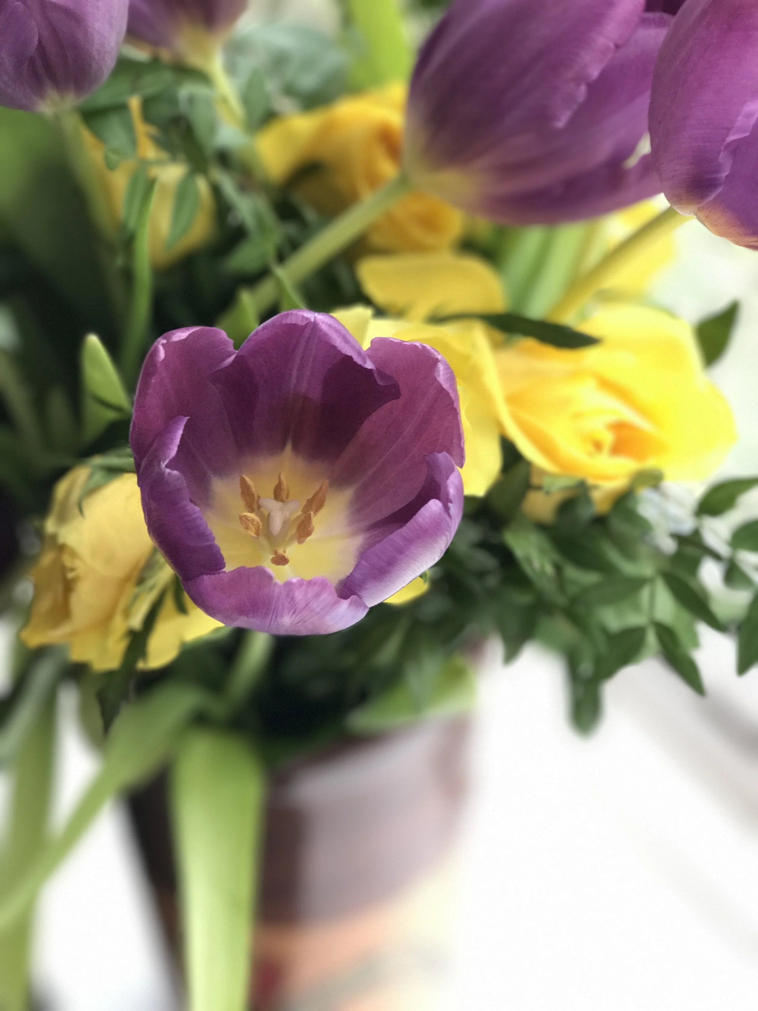 MichaelRammell.com-MacroTulips2