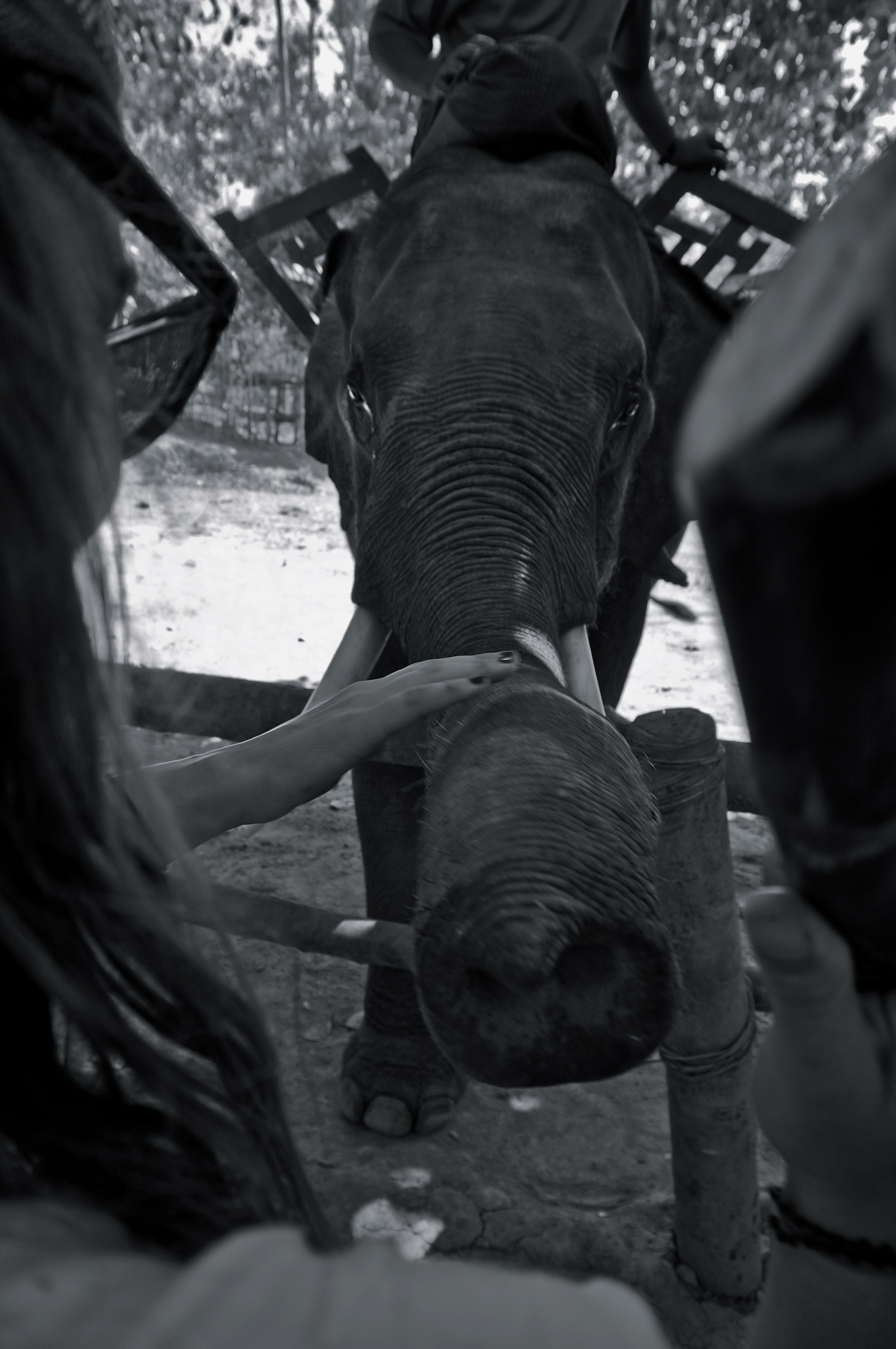 Elephant Camp in Ngwe Saung, Burma