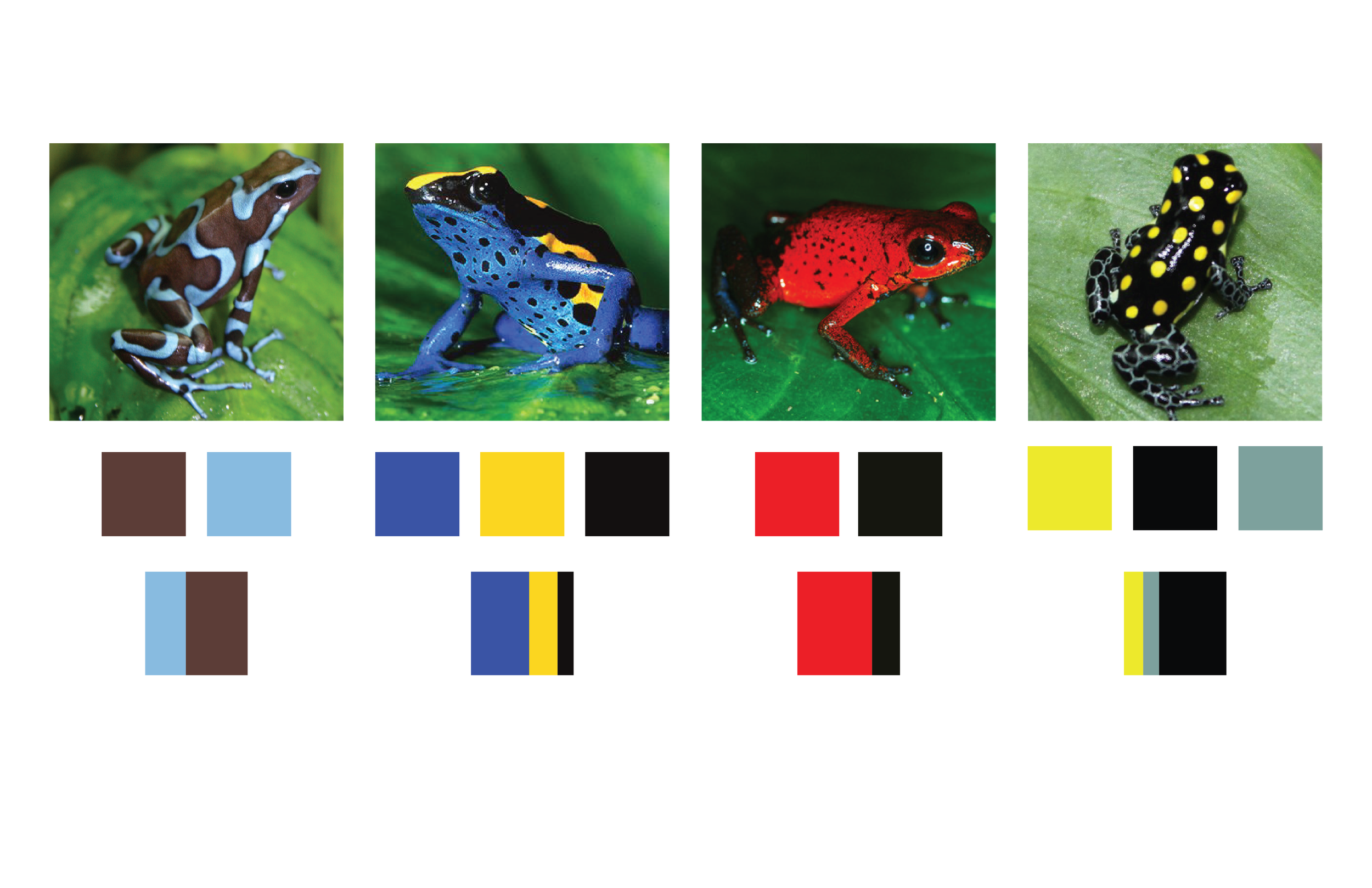 dartfrogs-05.png