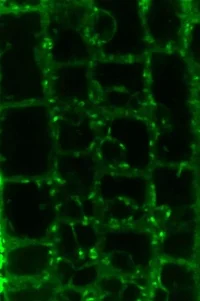 A fluorescent auxin analogue in the endoplasmic reticulum of a plant root