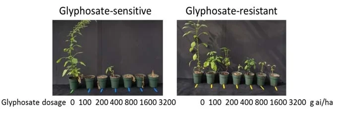 Glyphosate-senstive and resistant Amaranthus plamerii