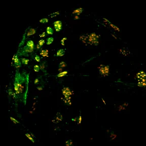 Goat blastocyst stained for nucleolin (red) and NANOG (green).