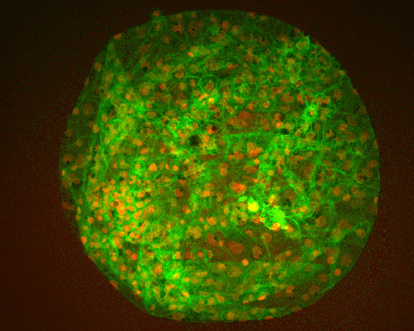Goat embryo stained for catenin.