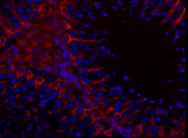 Cat seminiferous tubule stained for vimentin (red) and DNA (blue).