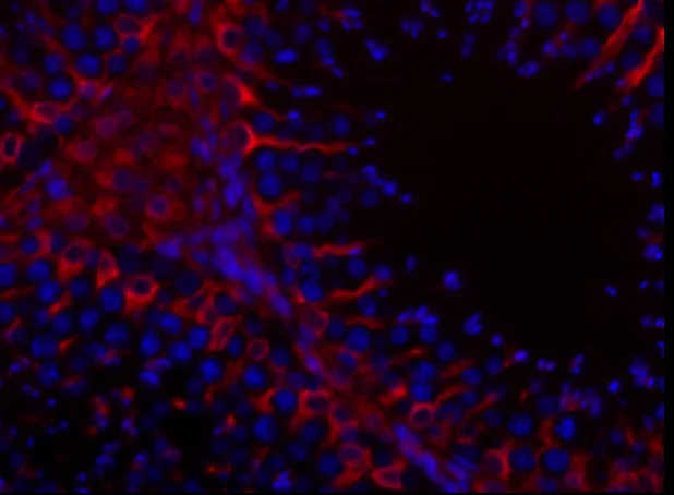 Seminiferous tubule from domestic cat stained for vimentin (red) and DNA (blue).