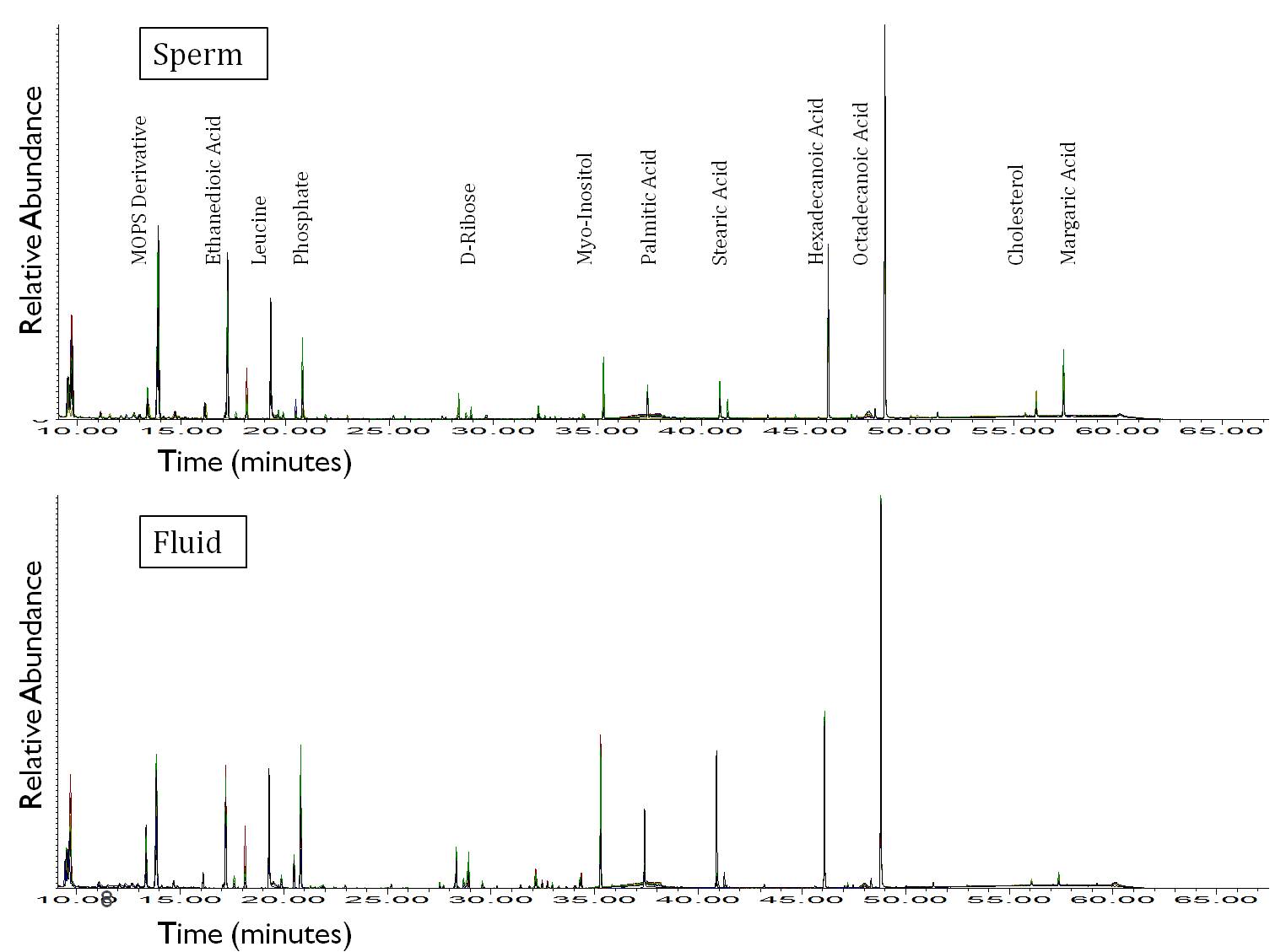 Total Ion Current (TIC) chromatograms summarizing the intensities of mass spectral peaks from the GC-MS analysis of spermatozoa from an individual domestic cat.