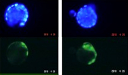 Expression of GFP transgene in mouse blastocyts following pronuclear micro injection (DNA stained blue).