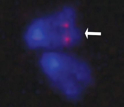  Incorporation of reporter transgene into mESC chromosome (FISH) 