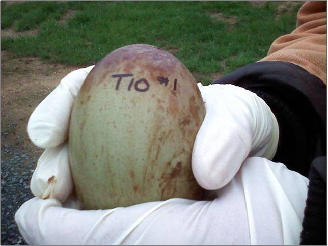  Whooping Crane egg!
