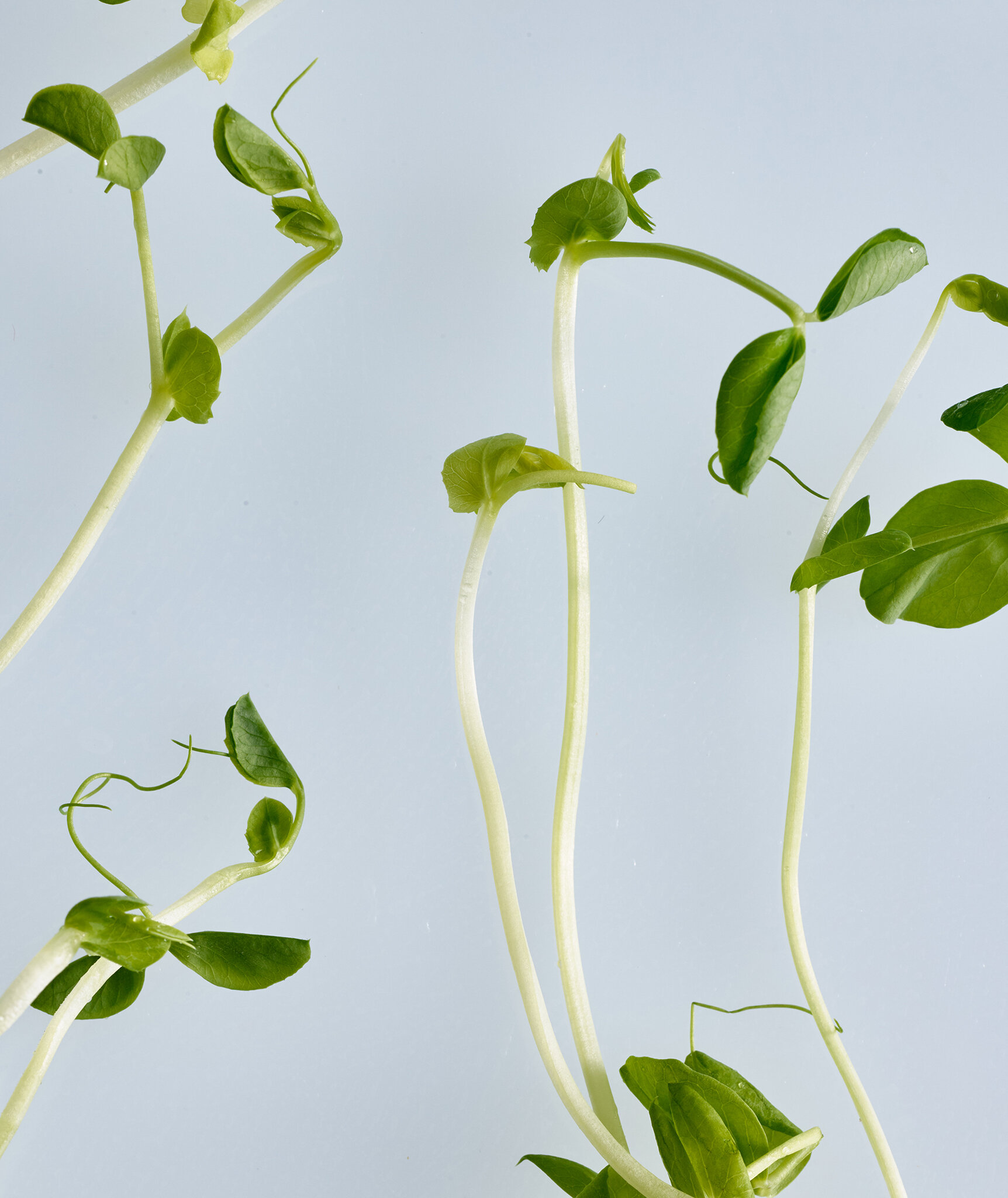 09-Pea-Shoots-01-NR-mr.jpg