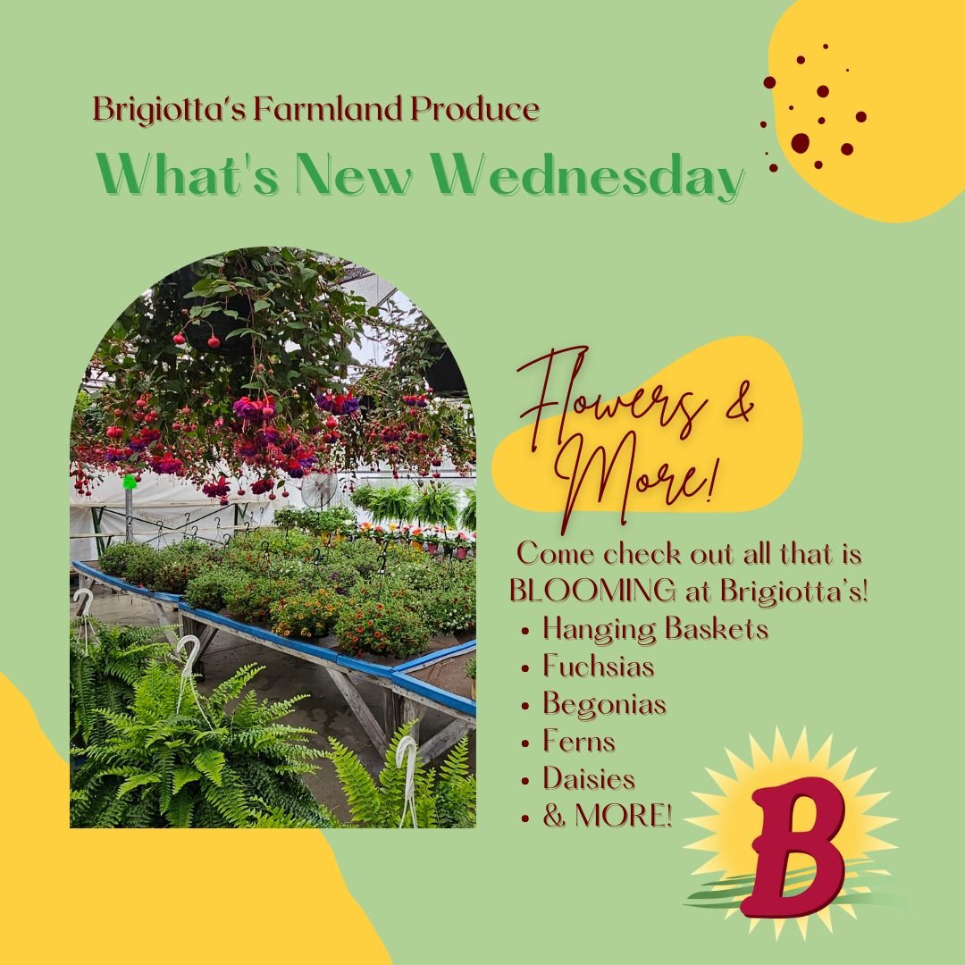 🌺 Guess what's blooming at Brigiotta's! 🌺

We're thrilled to announce that we've received a stunning array of hanging baskets, perfect for adding a splash of color and a touch of nature to any space!

🌼 Plus, with Mother's Day just around the corn
