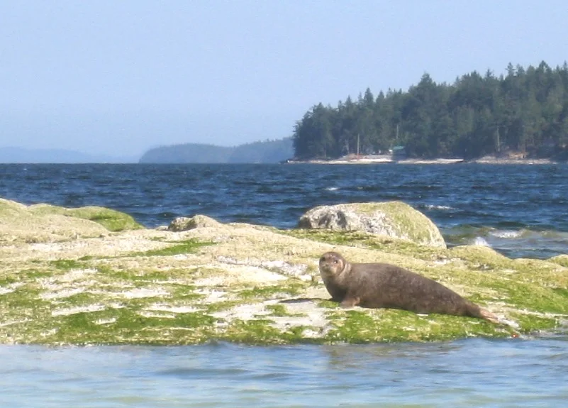 A harbour seal in the Strait of Georgia.