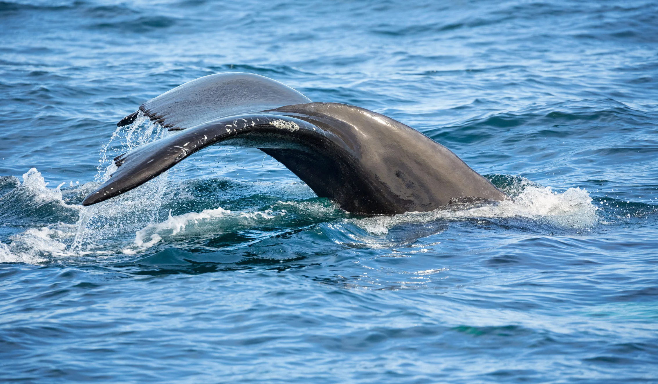 North Atlantic right whale, an endangered species. Photo by Kenneth Canning, Getty Images.