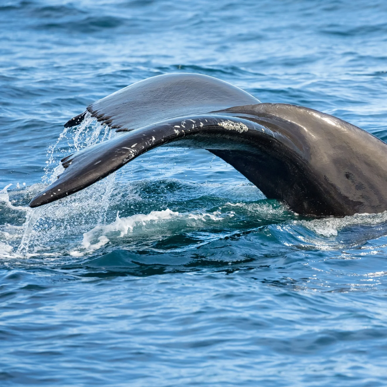 CBC News covers JASCO-supported Atlantic marine mammal study