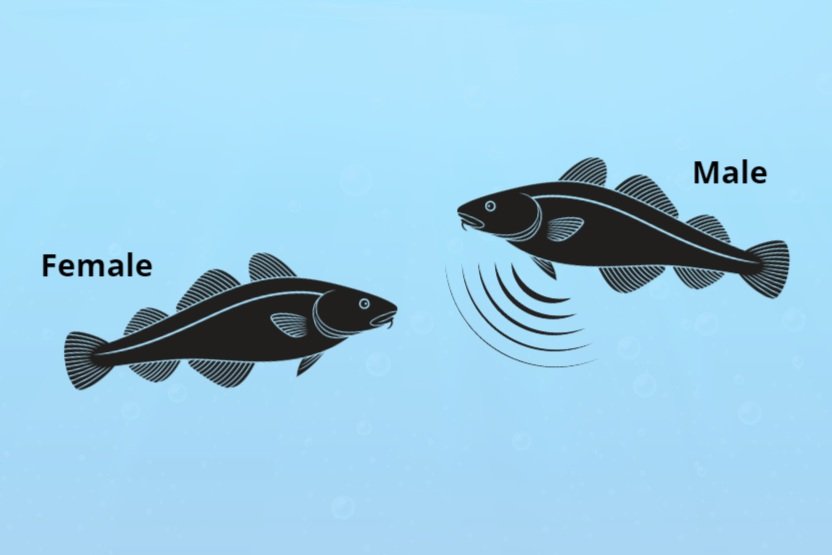 Real-Time Passive Acoustic Monitoring - South Fork Wind Cod Spawning ...