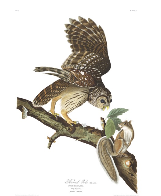 Plate-46,-Barred-Owl-final.jpg