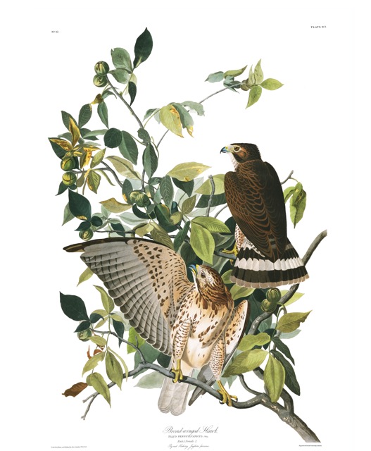 plate-91-broad-winged-hawk-final.jpg