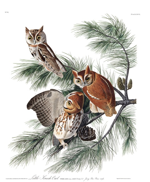 plate-97-little-screech-owl-final.jpg