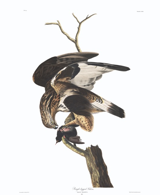 plate-166-rough-legged-falcon-final.jpg