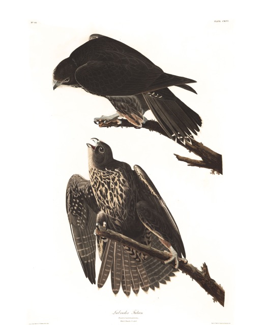 plate-196-labrador-falcon-599.jpg