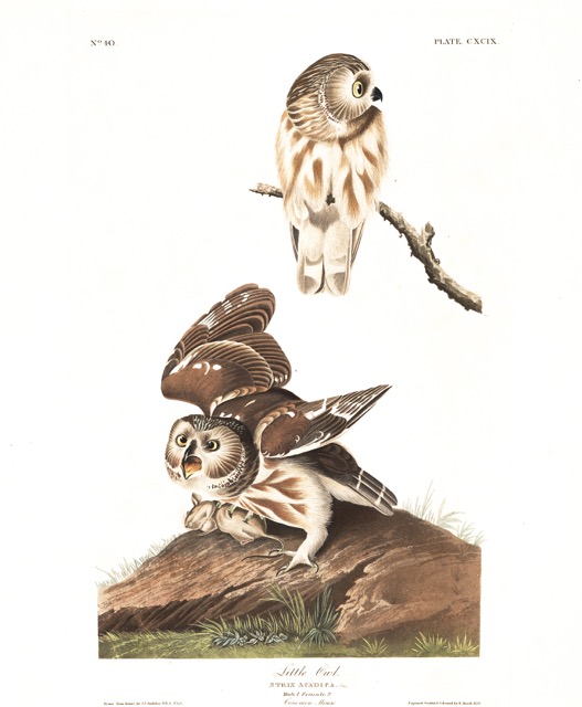 plate-199-little-owl-283.jpg