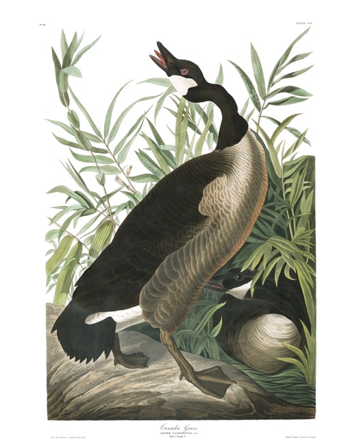 plate-201-canada-goose-final.jpg