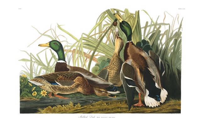 plate-221-mallard-duck-final.jpg