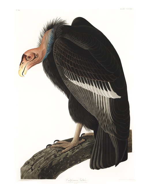 plate-426-californian-vulture.jpg
