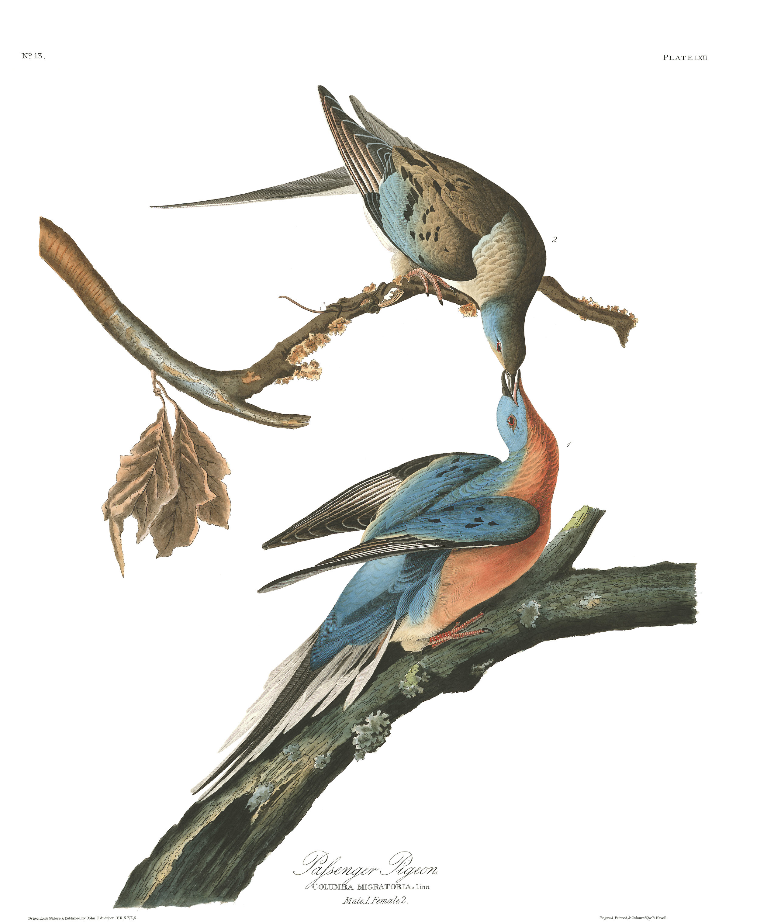 plate-62-passenger-pigeon-final.jpg