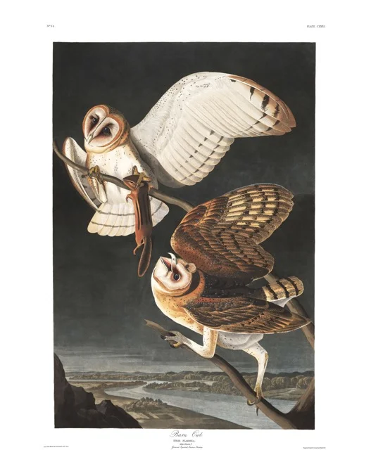 This one's goin up in the shop so she'll have a daily inspo via rad owl carnage. 