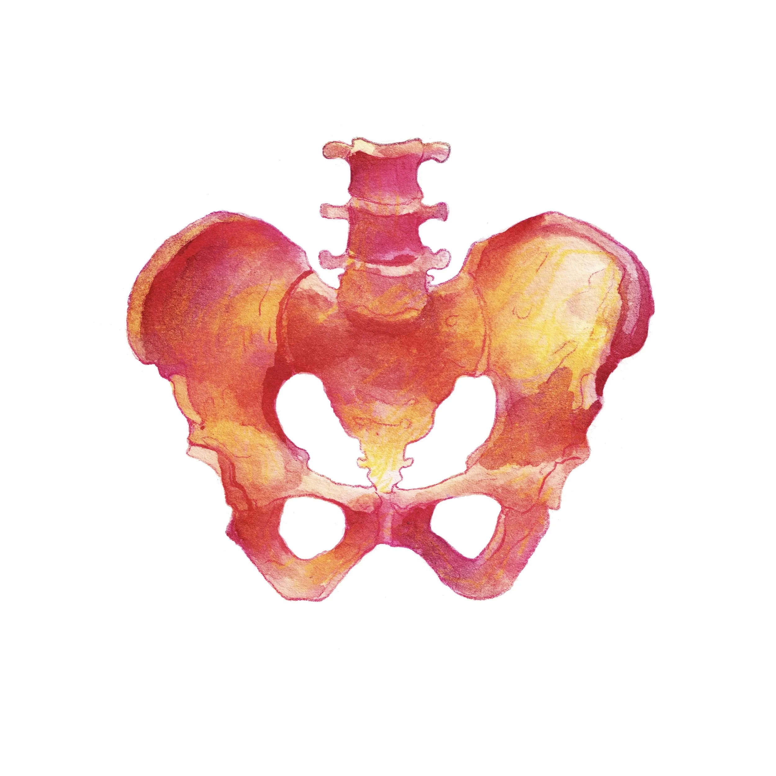 PELVIS Canvas