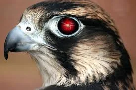 Innovative Drone Usage Month - July