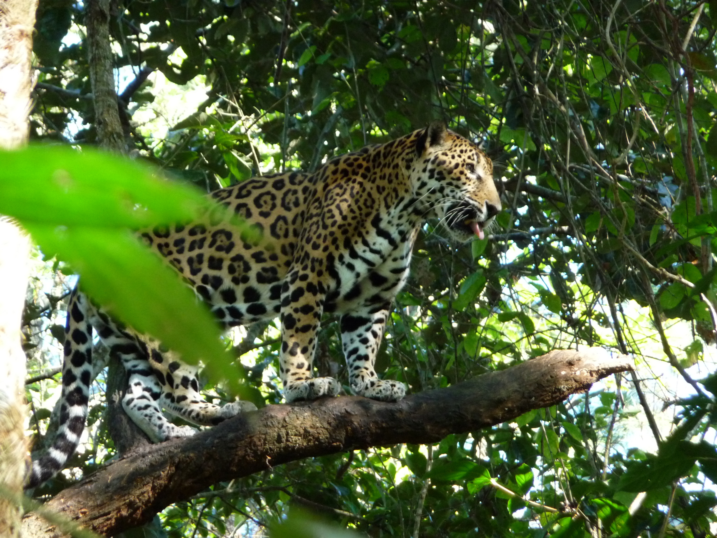 Junior Buddy - the main attraction at the Belize Zoo