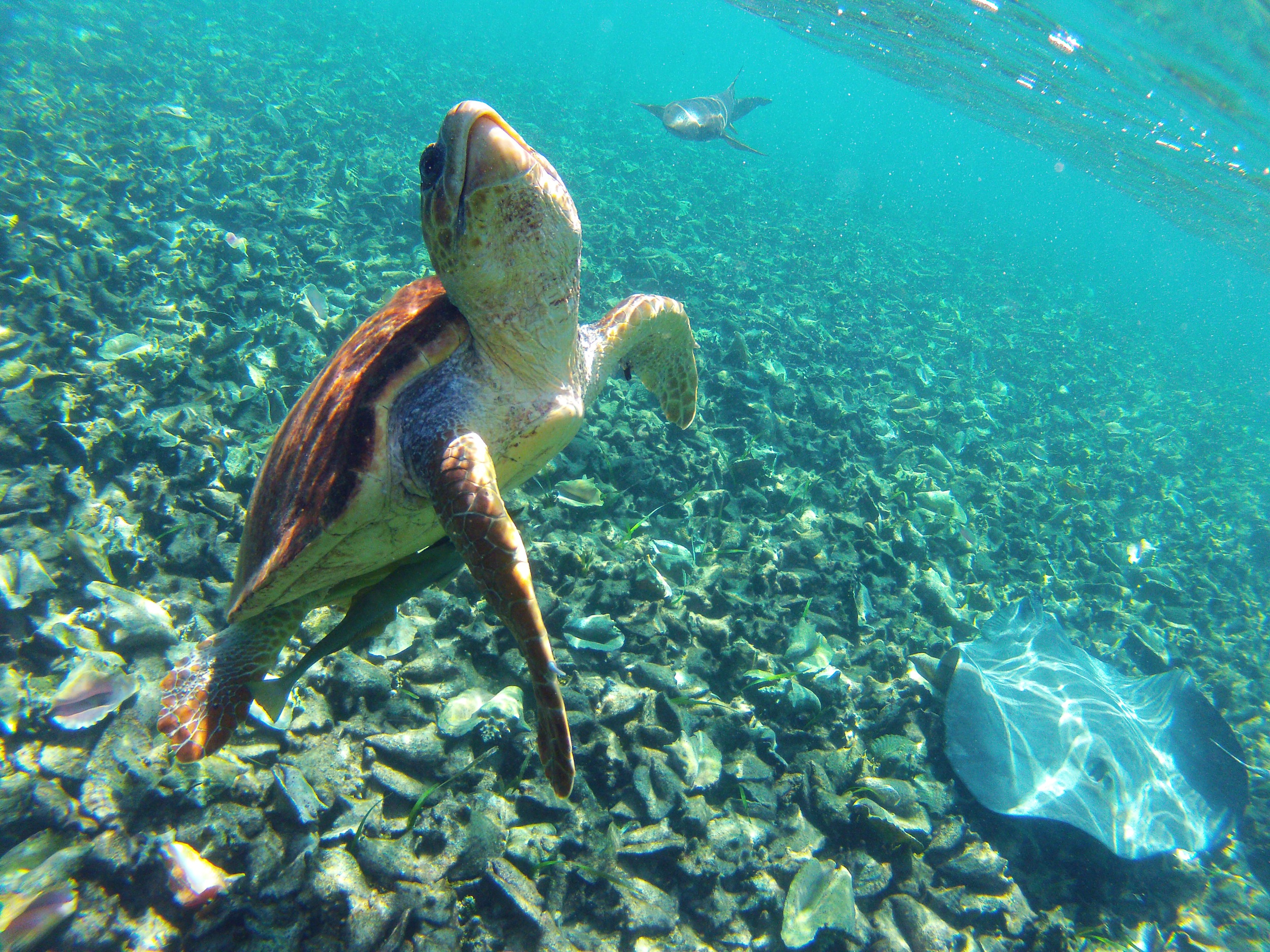 Snorkelling and diving at the Hol Chan Marine Reserve provides for close encounters with the local marine life