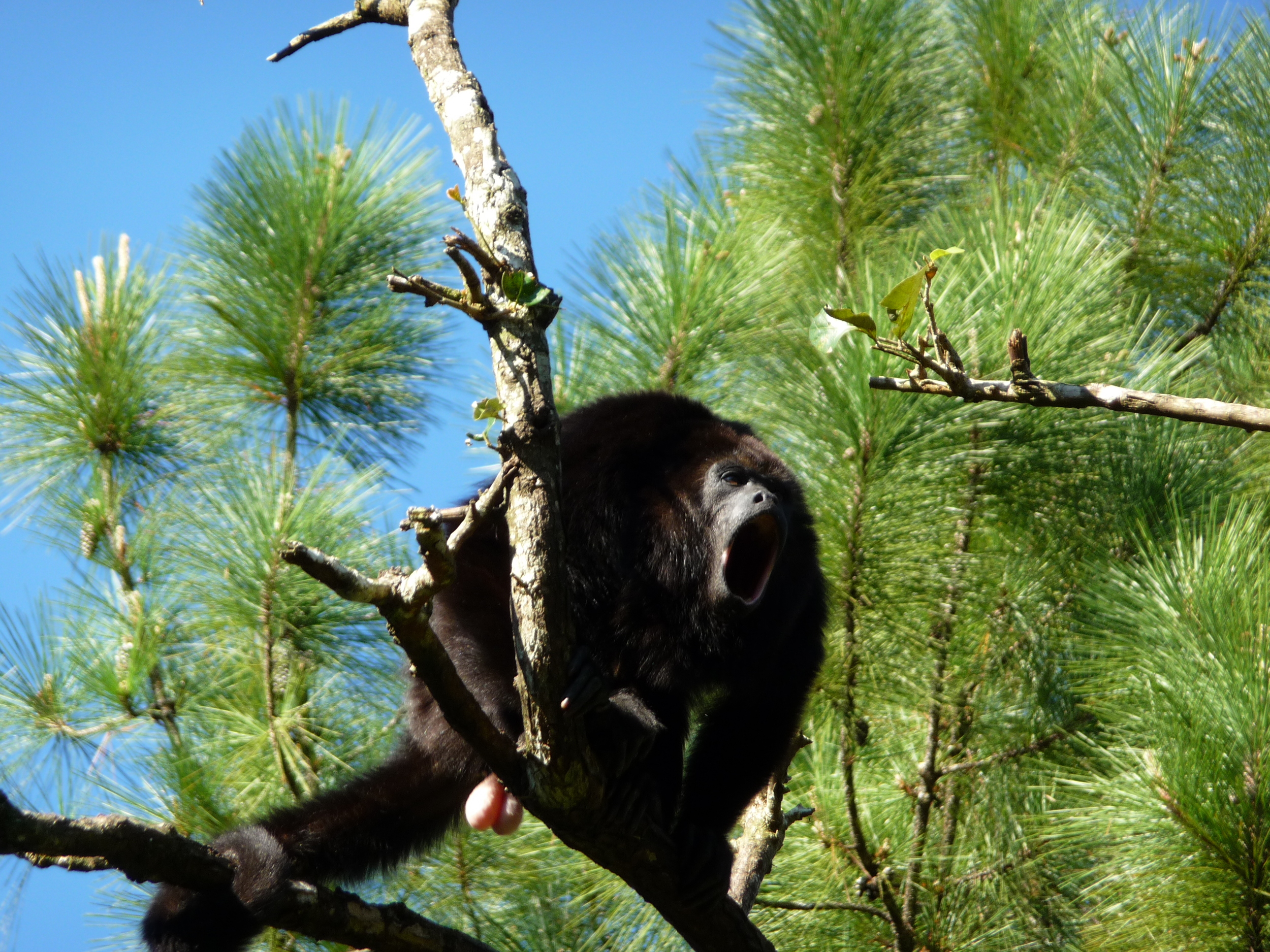 A Mexican Black Howler Monkey calls to other nearby males