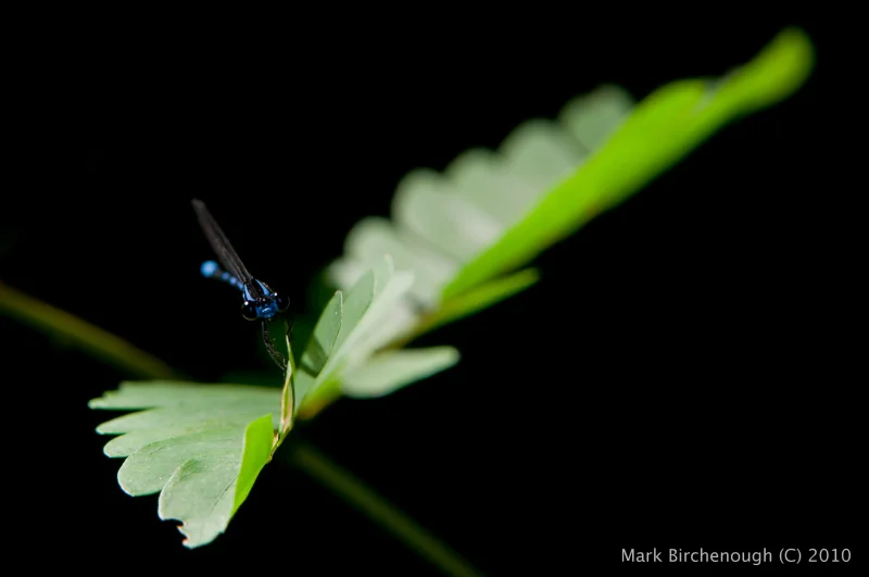 Blue Damselfly (Web).JPG