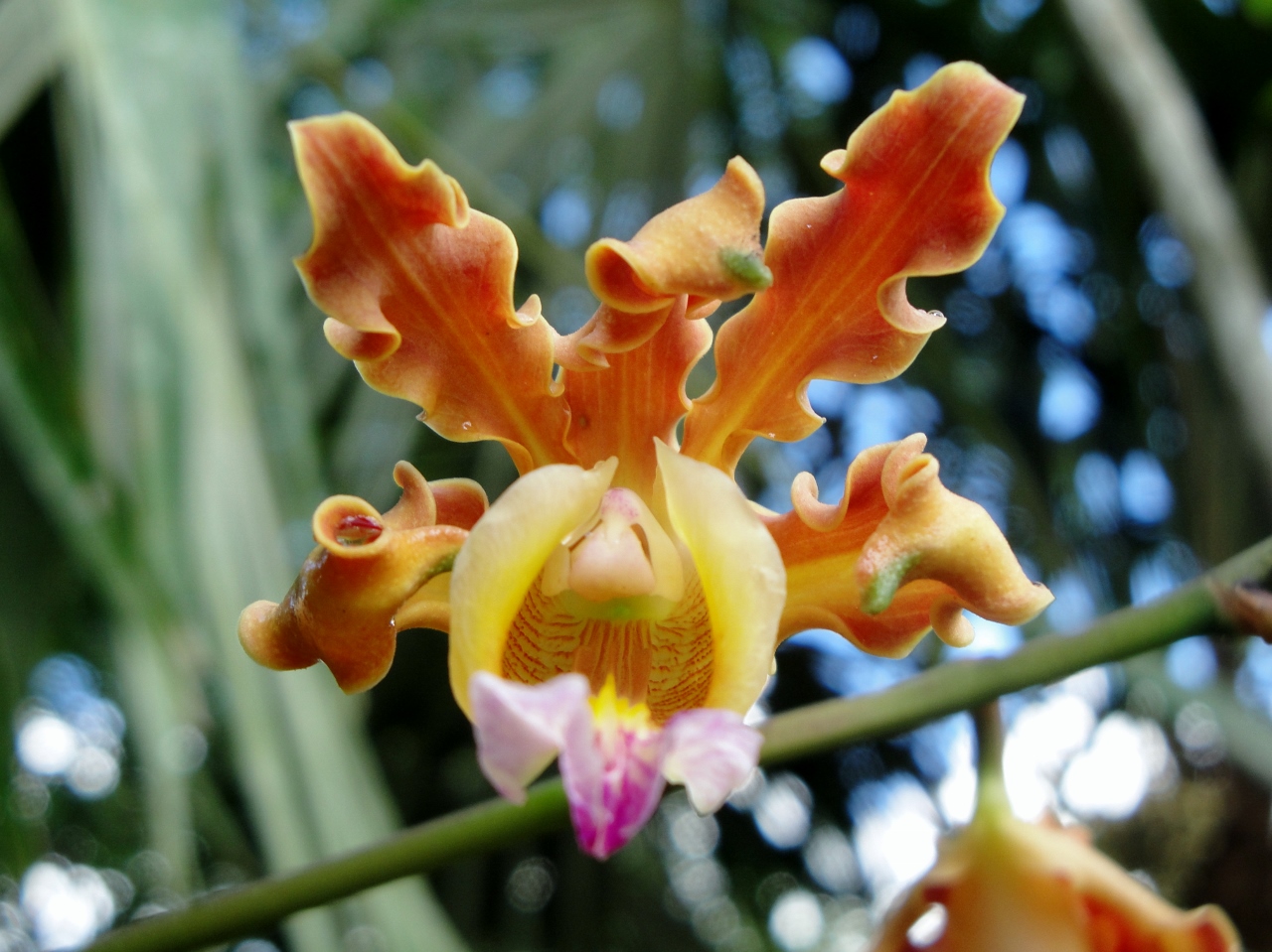 Belize Orchids - Belize Vacation Packages - SabreWing Travel - Photo by David Berg