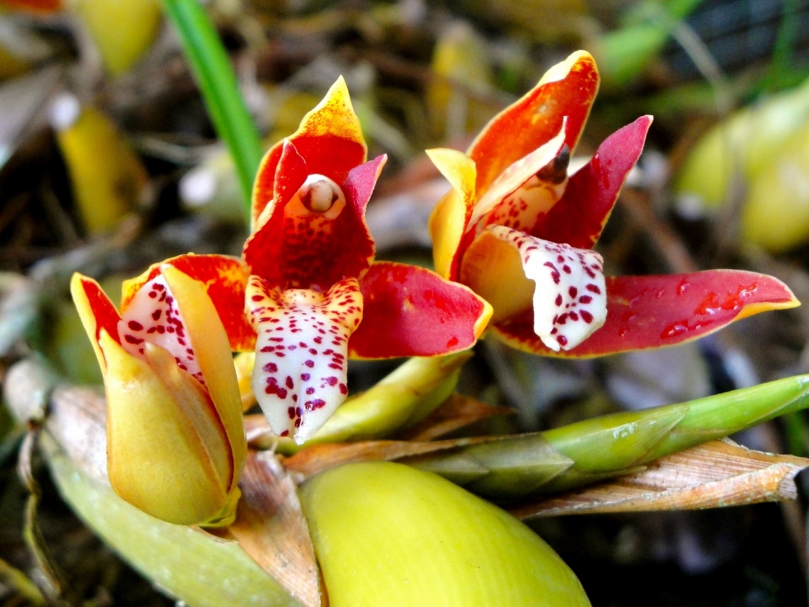 Belize Orchids - Belize Vacation Packages - SabreWing Travel - Photo by David Berg