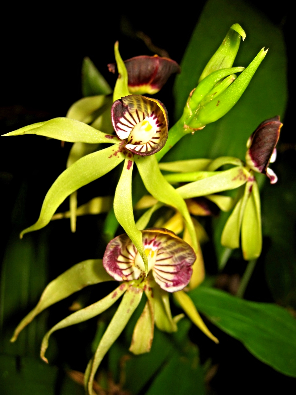 Belize Orchids - Belize Vacation Packages - SabreWing Travel - Photo by David Berg