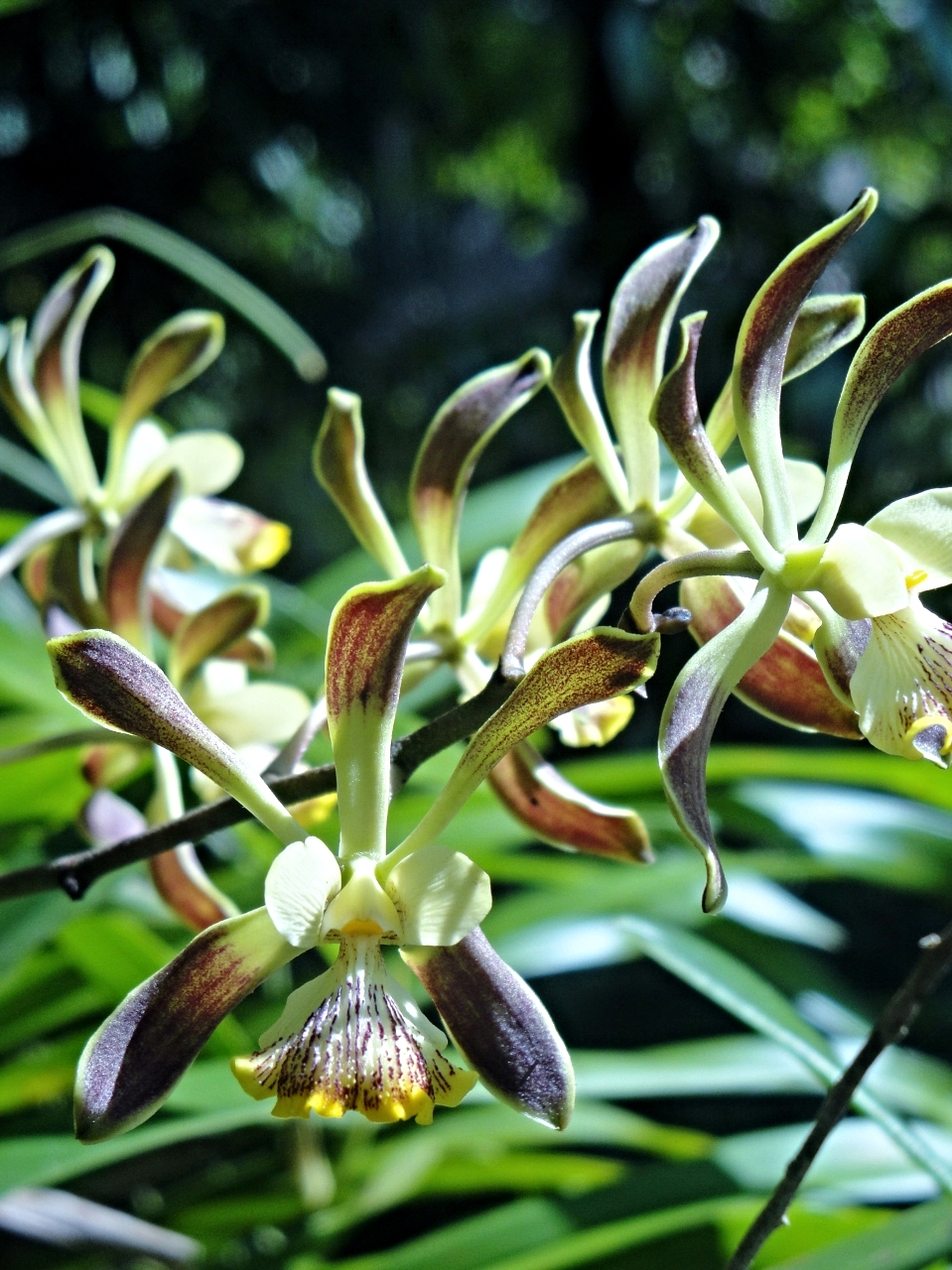 Belize Orchids - Belize Vacation Packages - SabreWing Travel - Photo by David Berg