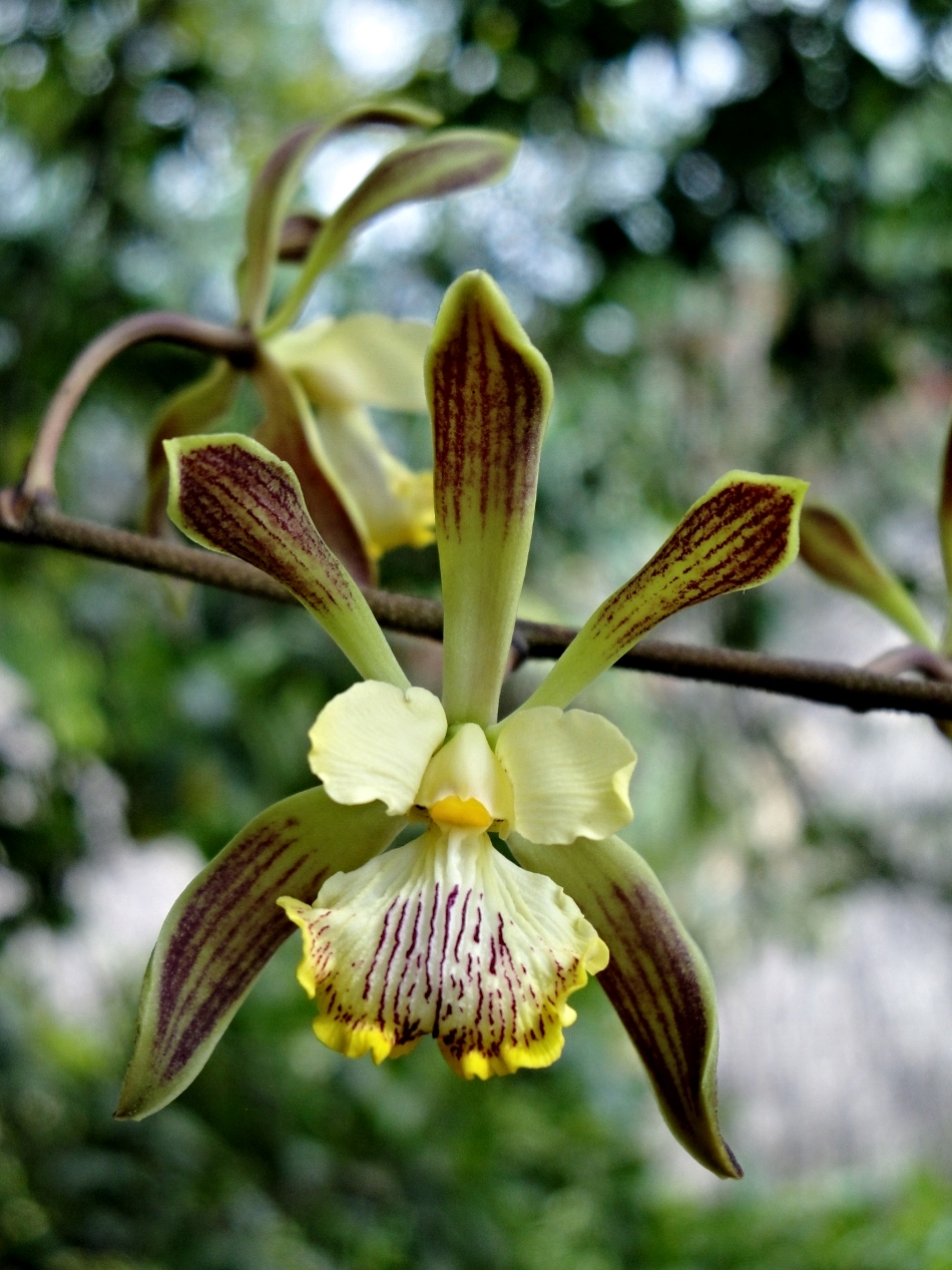 Belize Orchids - Belize Vacation Packages - SabreWing Travel - Photo by David Berg