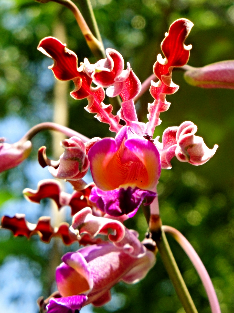 Belize Orchids - Belize Vacation Packages - SabreWing Travel - Photo by David Berg