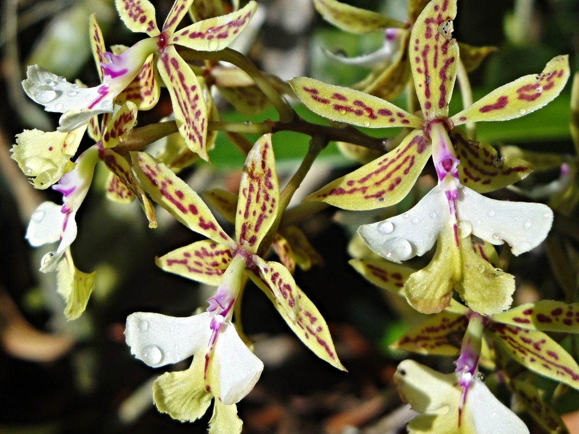 Belize Orchids - Belize Vacation Packages - SabreWing Travel - Photo by David Berg